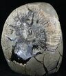 Large Ammonite Fossil In Septarian Nodule - Madagascar #31830-2